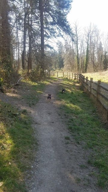 Wapato Park Off-Leash Dog Park